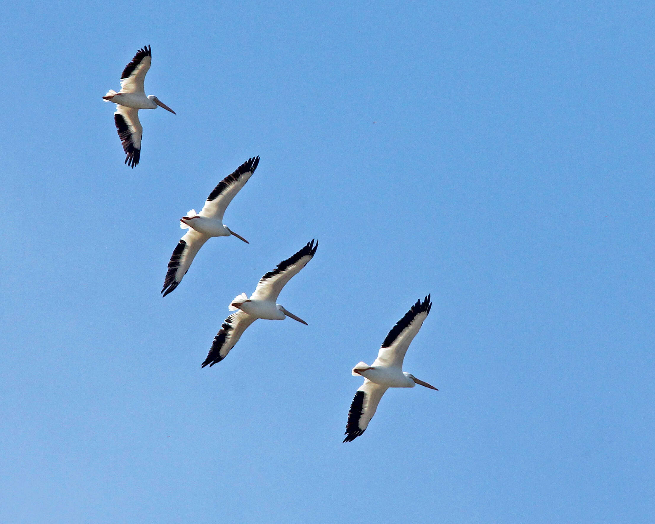 Image of American White Pelican