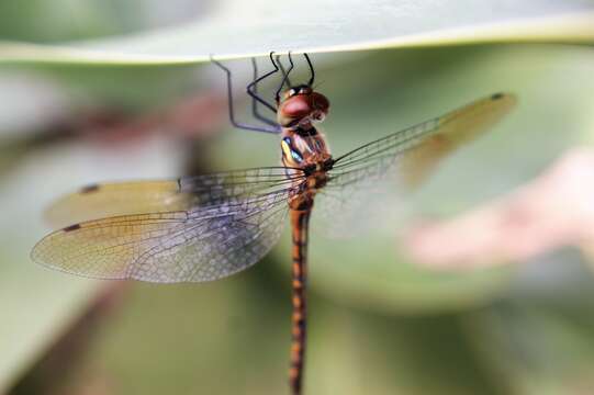 Image of Sentry Dragonfly