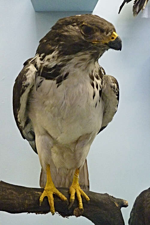 Imagem de Buteo augur (Rüppell 1836)