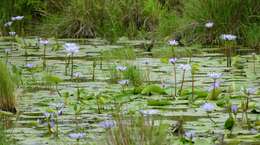 Image of blue star water-lily