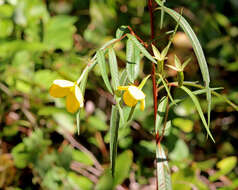 Plancia ëd Ludwigia linifolia Poir.