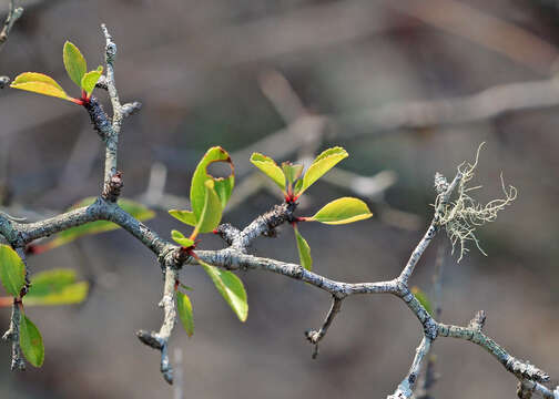 Image of scrub plum