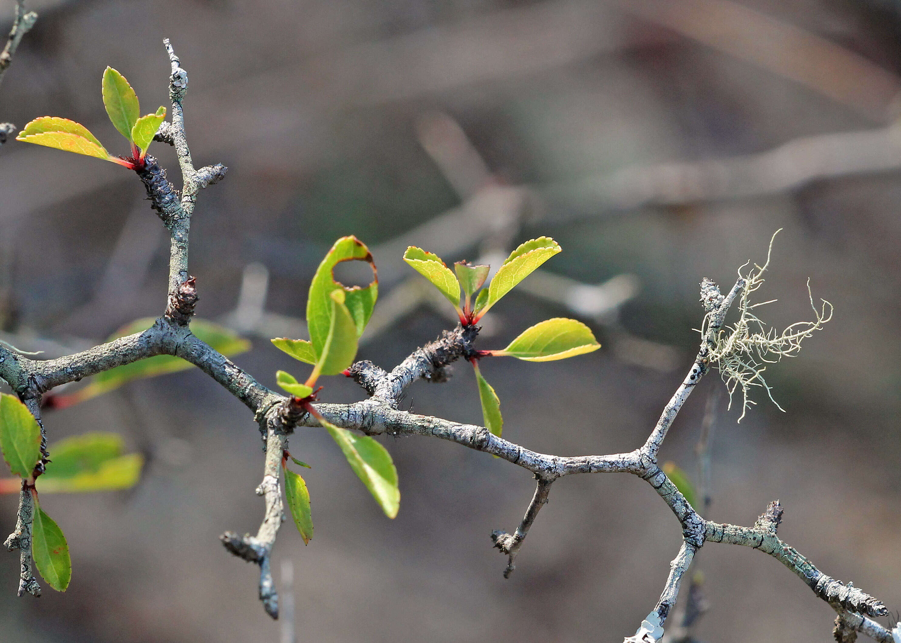 صورة Prunus geniculata Harper