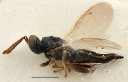 Oxysychus pilosulus (Thomson 1878) resmi