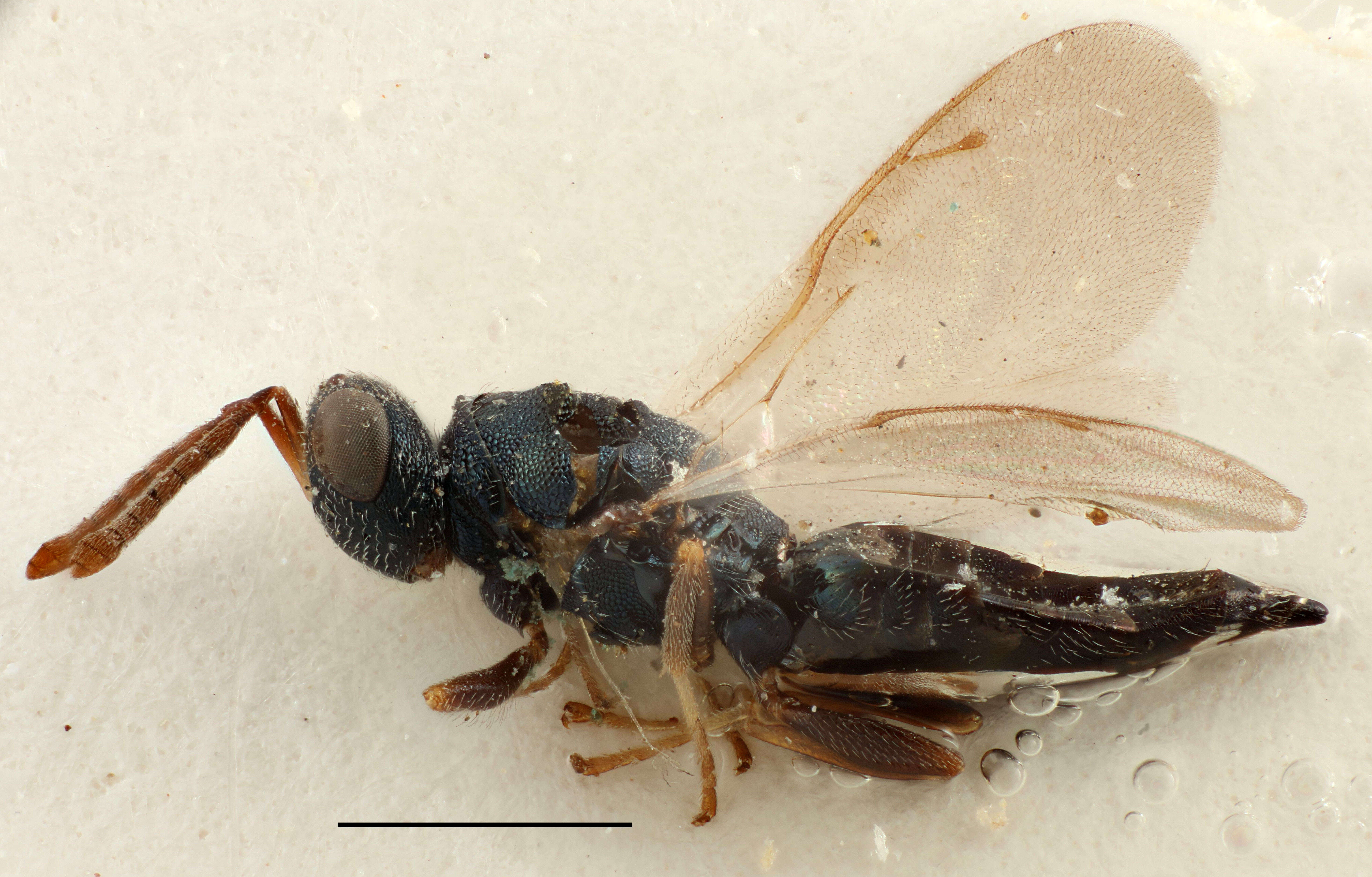 Oxysychus pilosulus (Thomson 1878) resmi