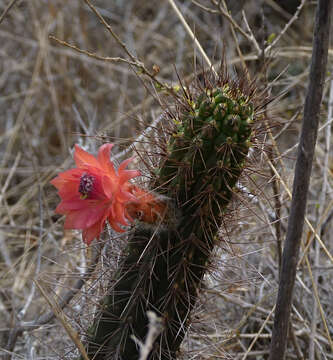 Image of Cleistocactus sepium (Kunth) F. A. C. Weber