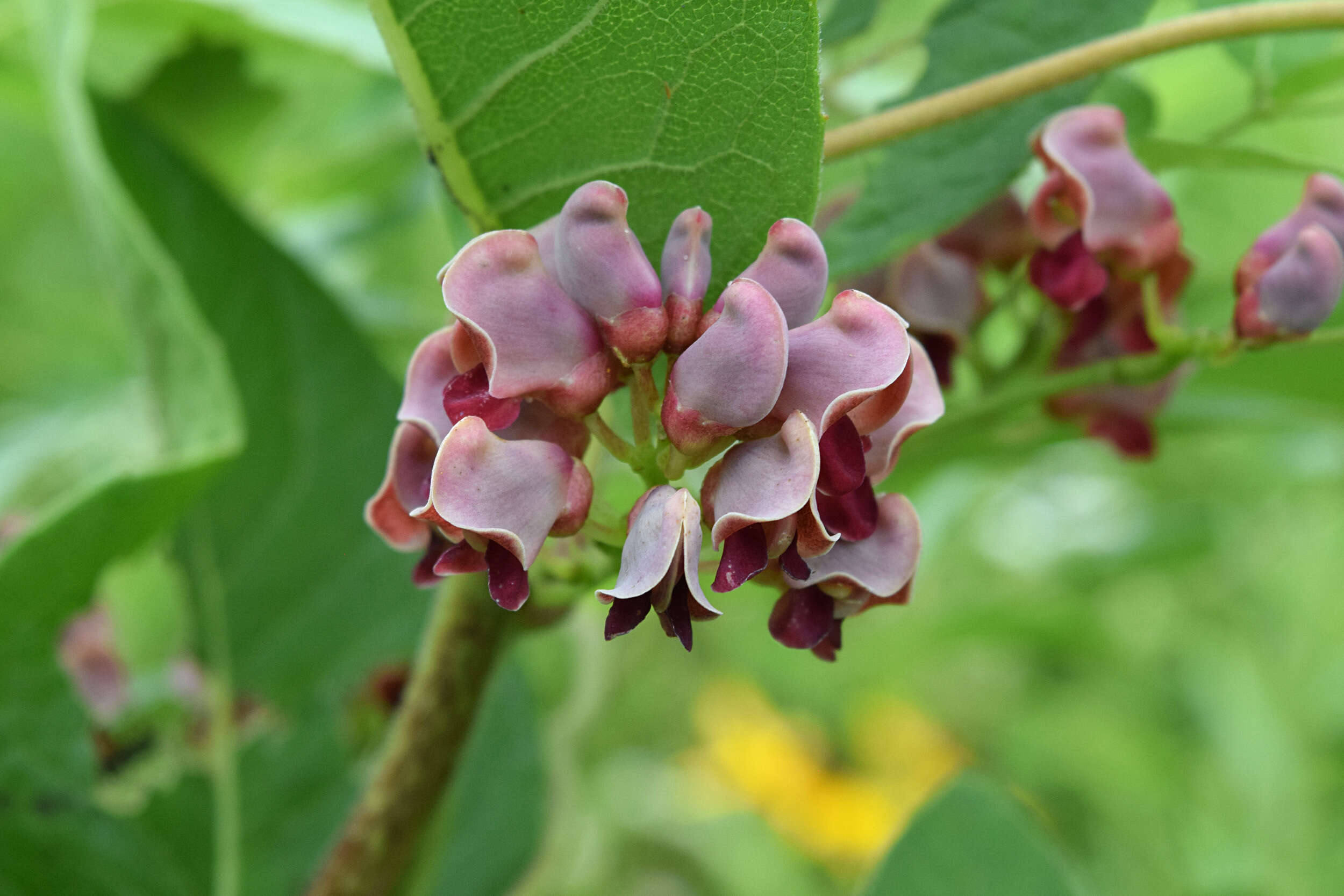 Image of groundnut