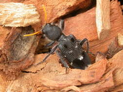 Image of Yellow-horned Clerid