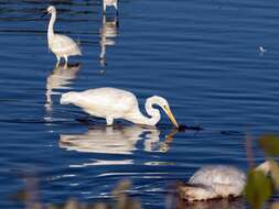 Image of Great Egret