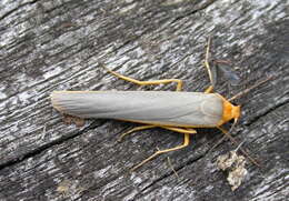 Image of scarce footman