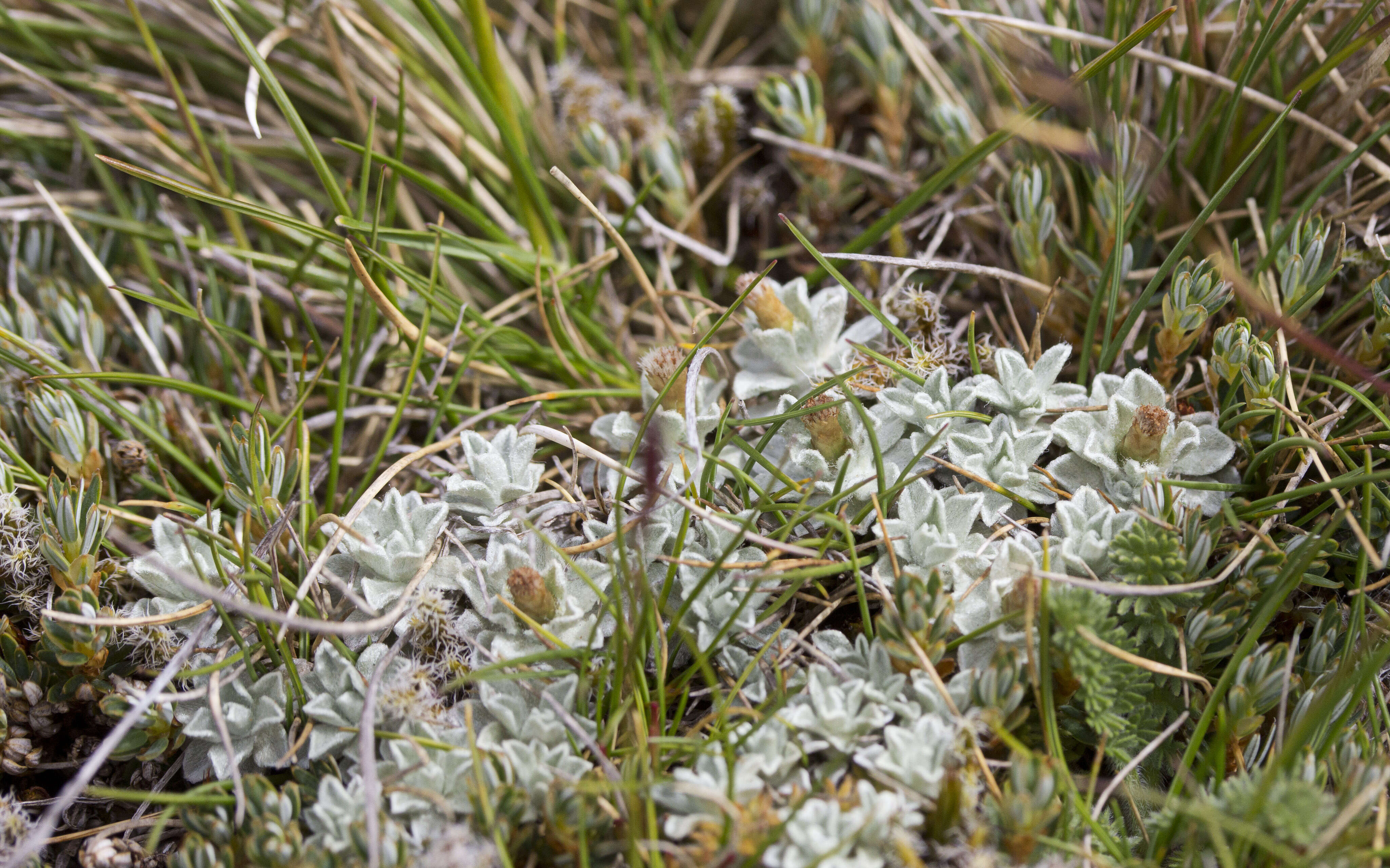 Image of Argyrotegium nitidulum (Hook. fil.) J. M. Ward & Breitw.