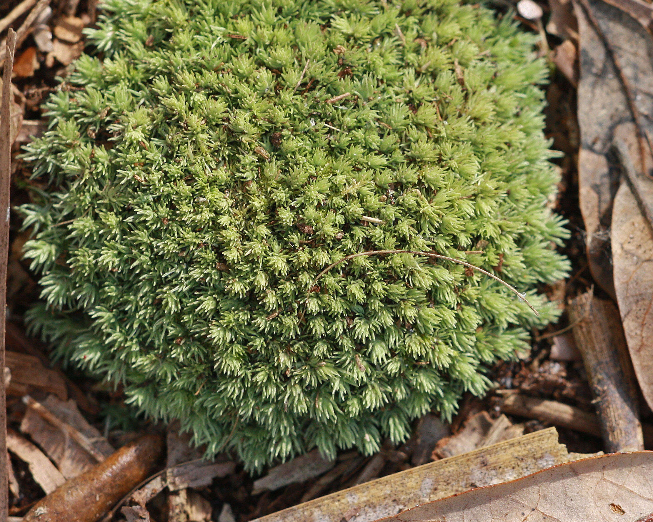 Image de Leucobryum albidum Lindberg 1863