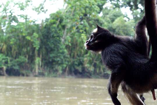 Image of Long-haired Spider Monkey