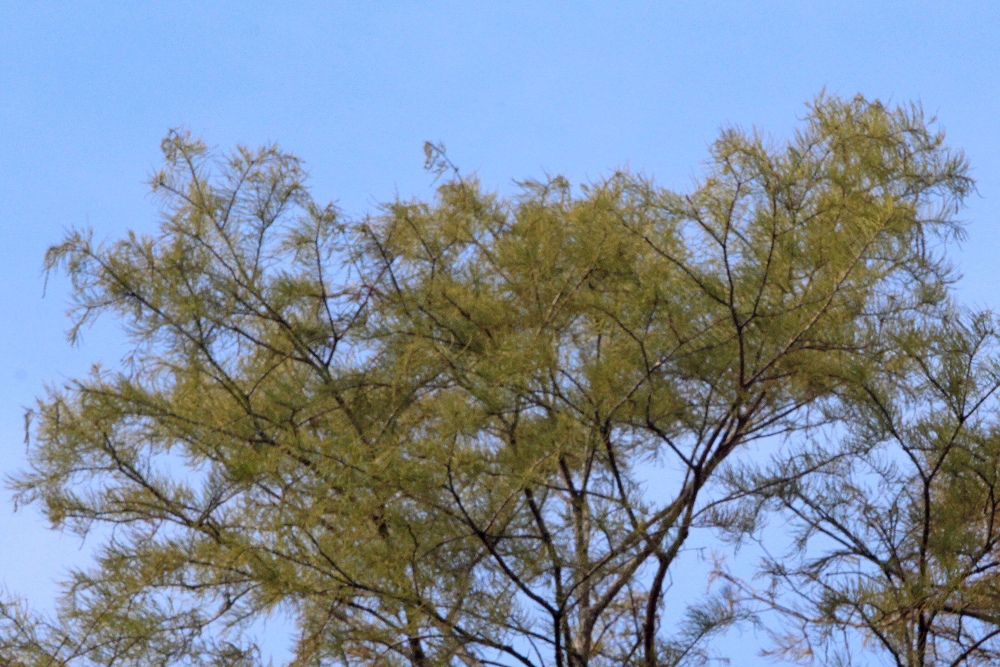 Imagem de Taxodium distichum var. imbricarium (Nutt.) Sarg.