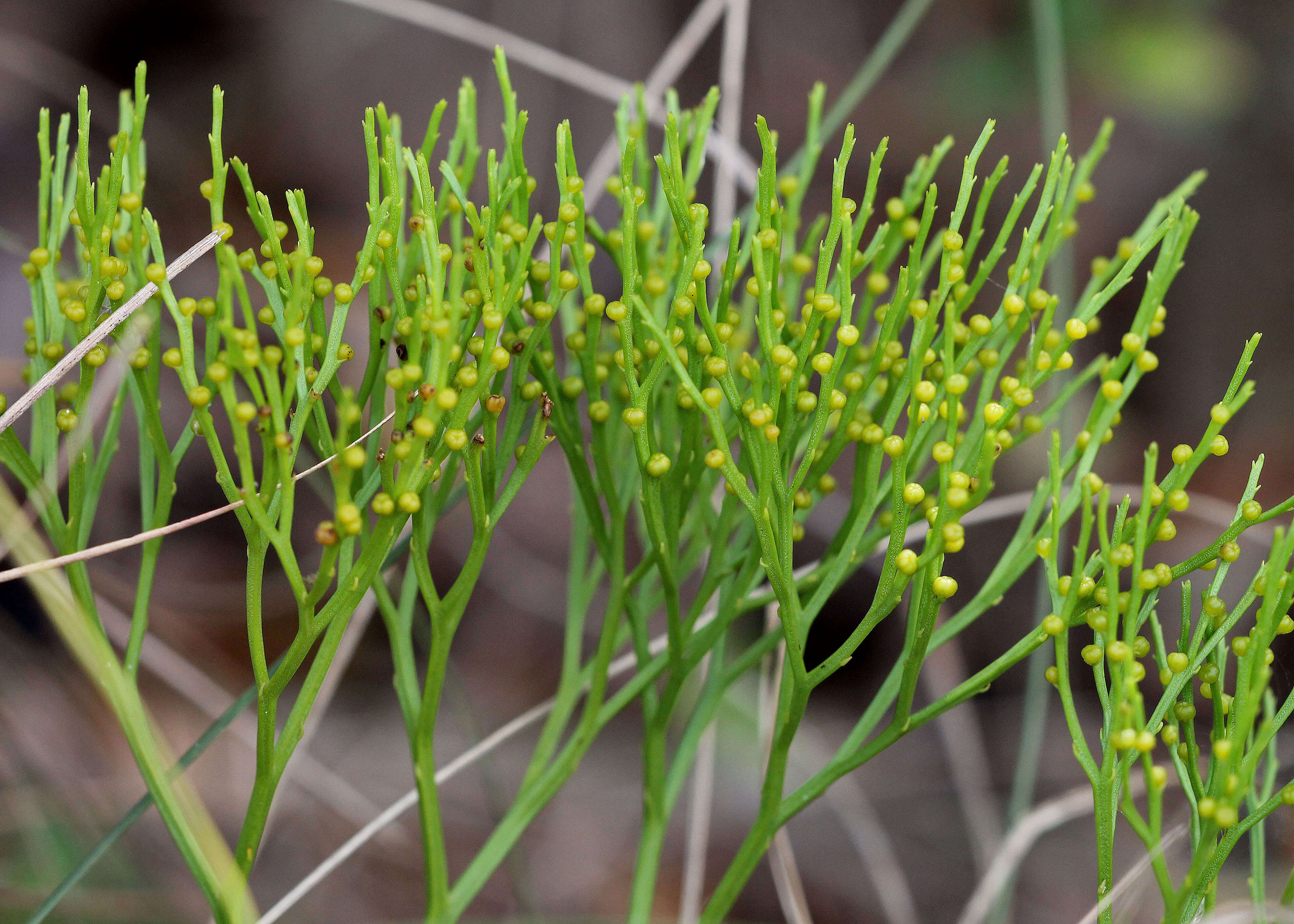 Image of whisk fern