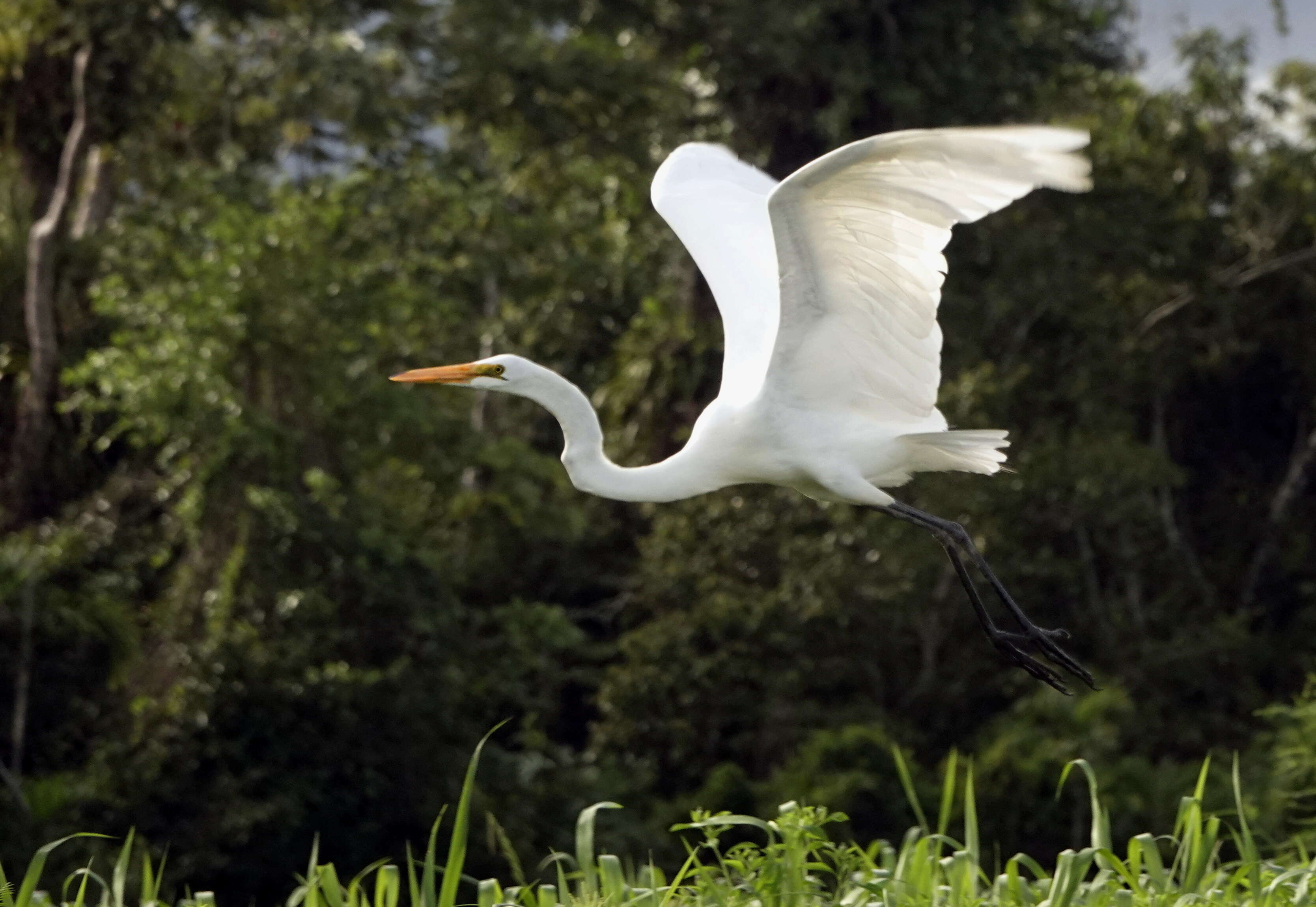 Image of Great Egret