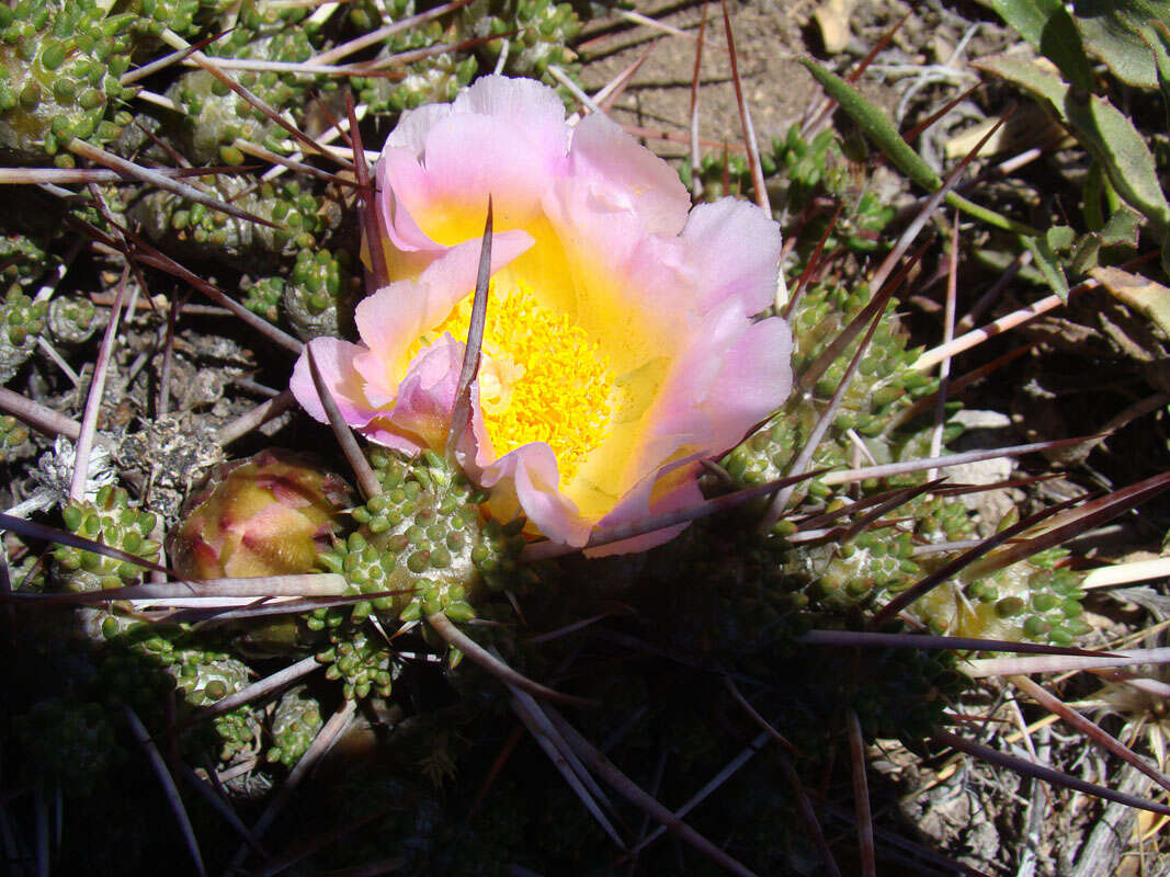 Image of Maihuenia patagonica (Phil) Britton & Rose