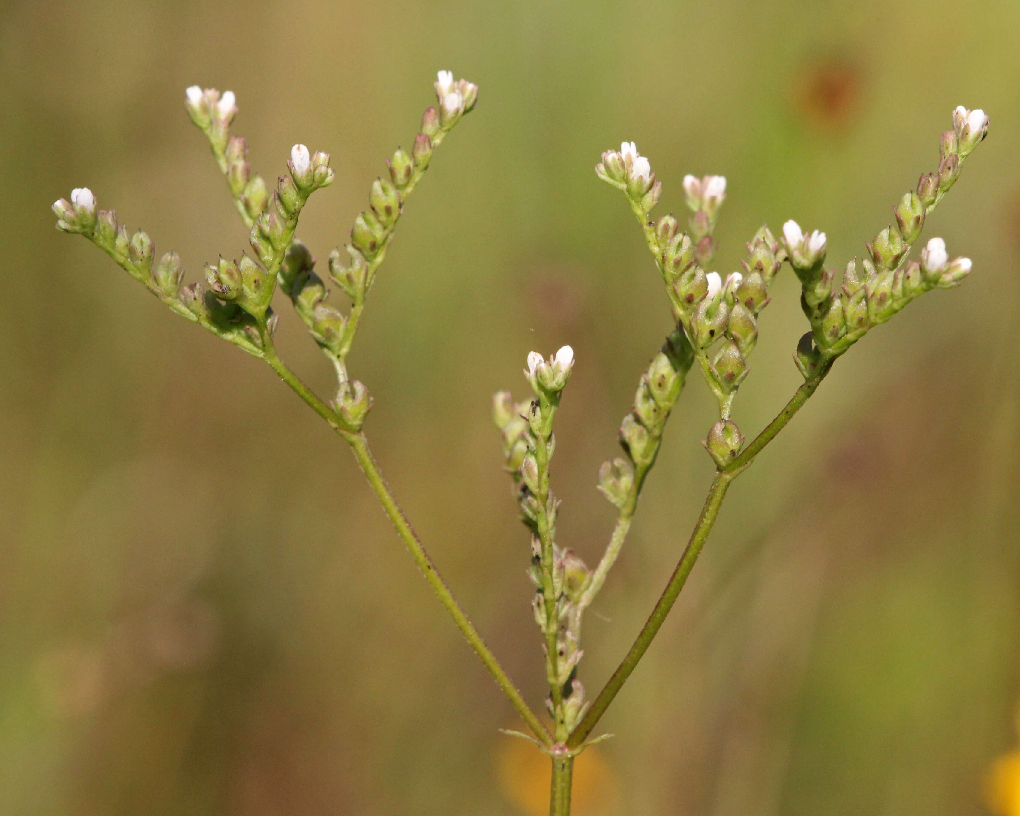 Image of Lax Hornpod