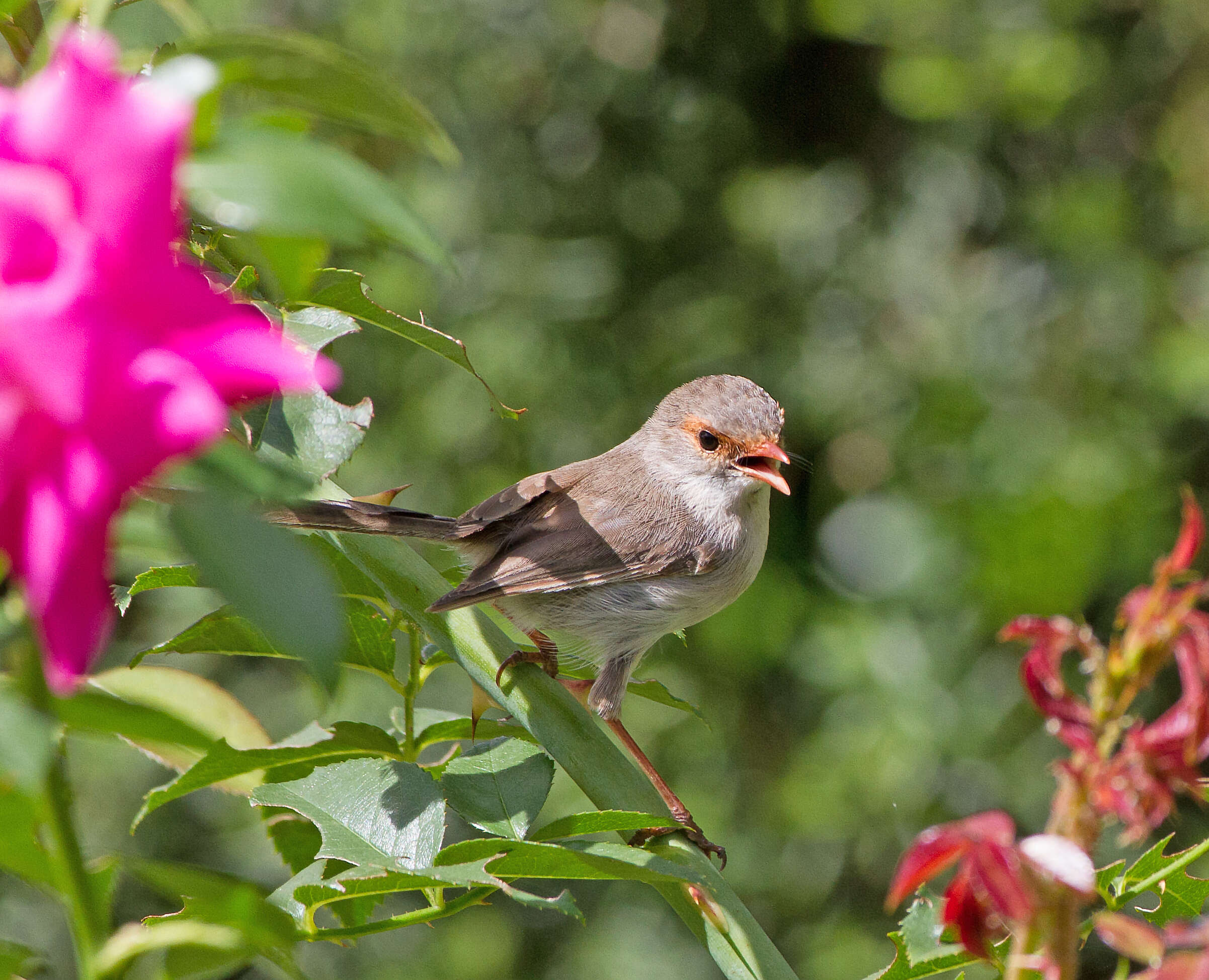 Image of Superb Fairy-wren