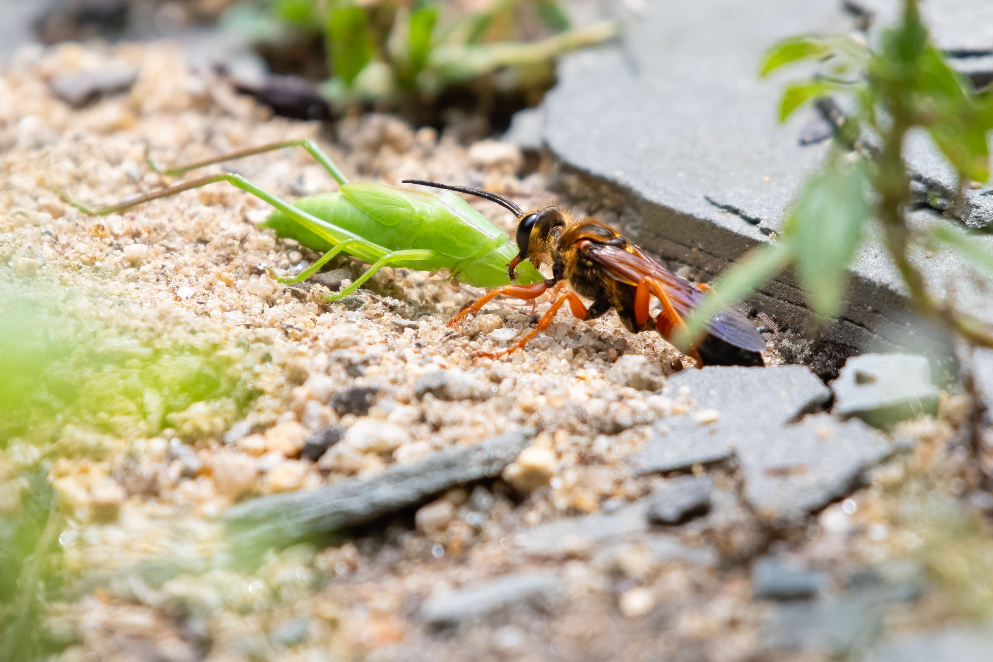 Image of Great Golden Digger Wasp