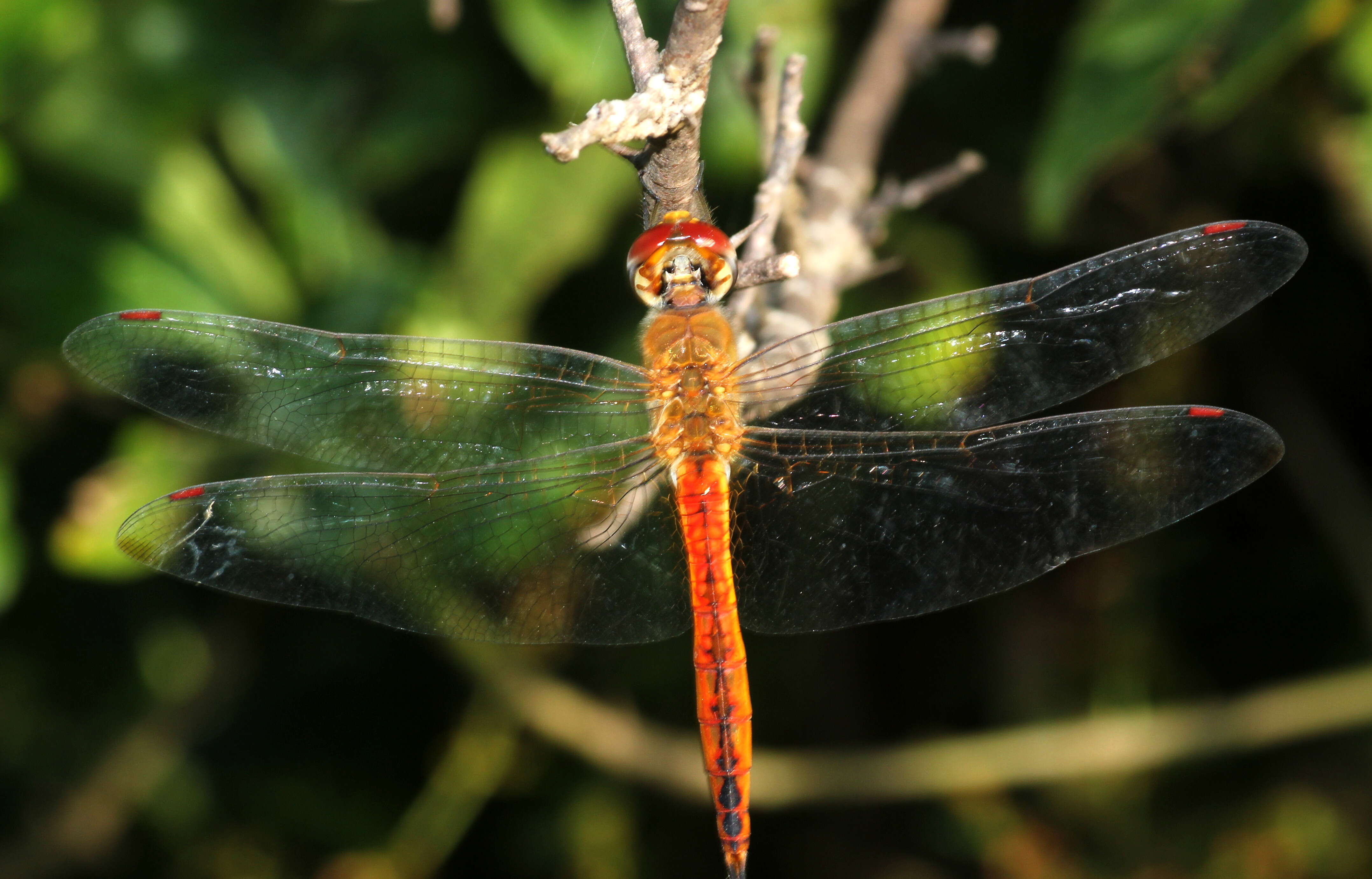 Image of Rainpool Gliders