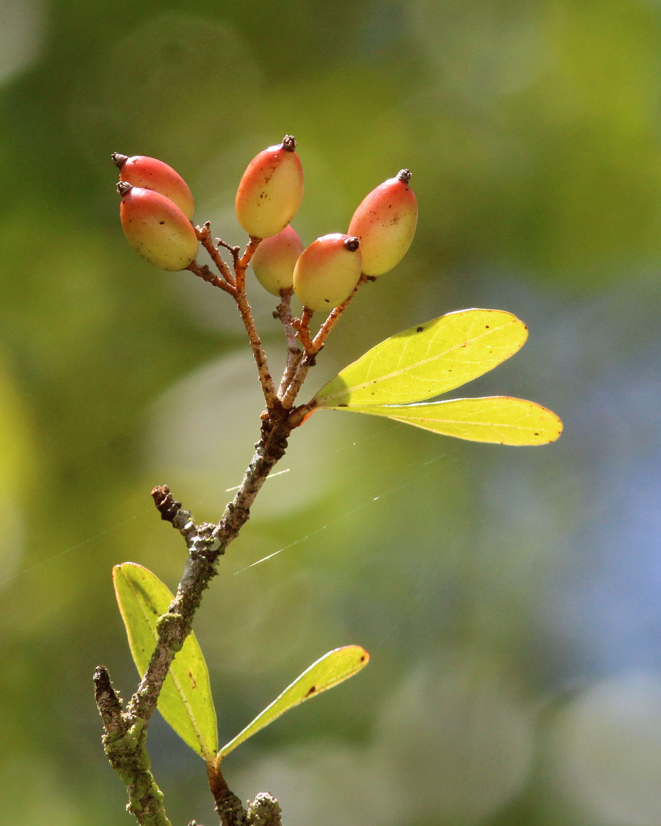 صورة Viburnum obovatum Walt.