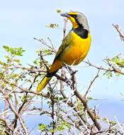 Image of Bokmakierie Bush-shrike