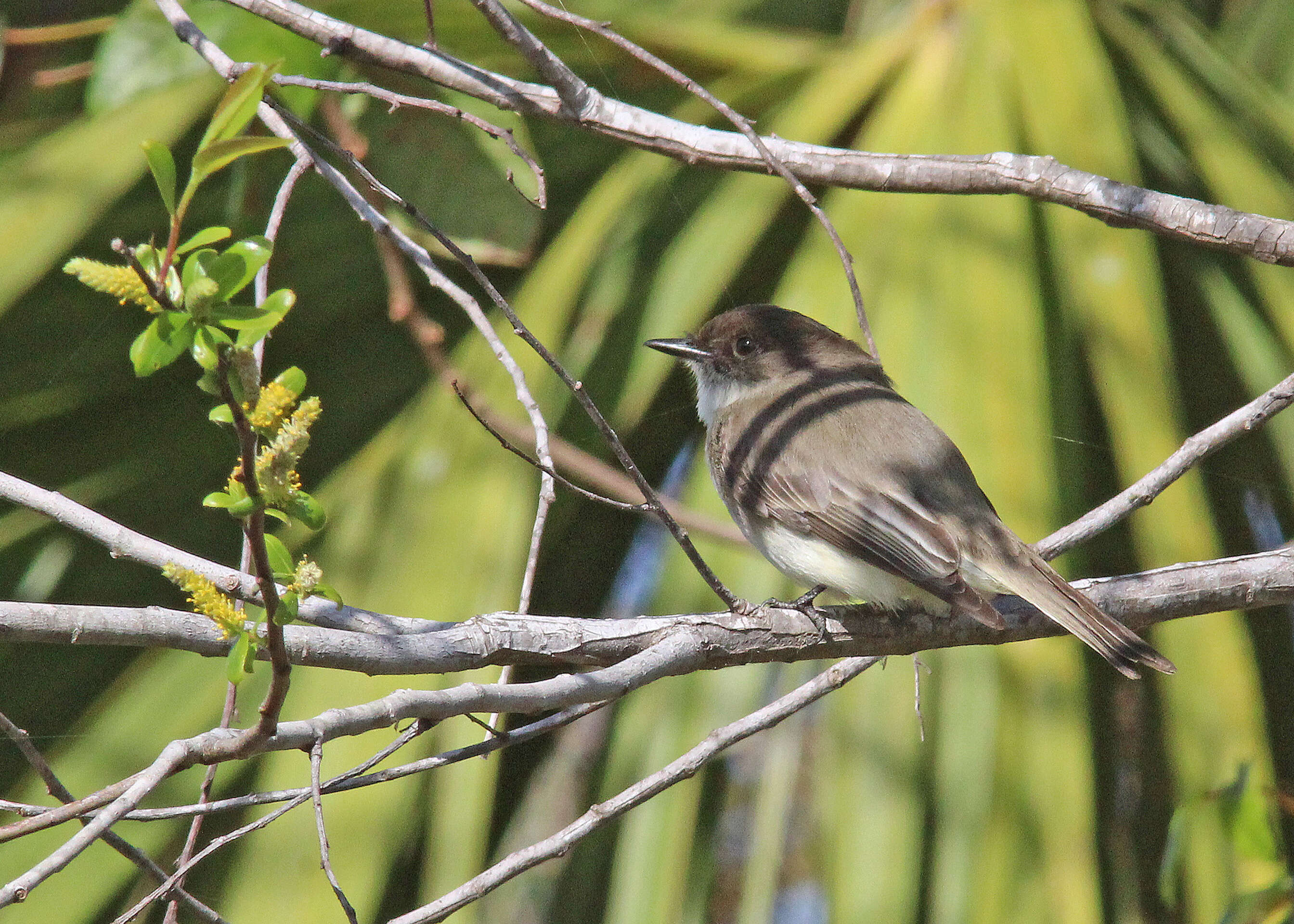 Image of Eastern Phoebe