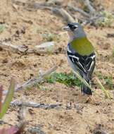 Image of Fringilla coelebs africana Levaillant & J 1850