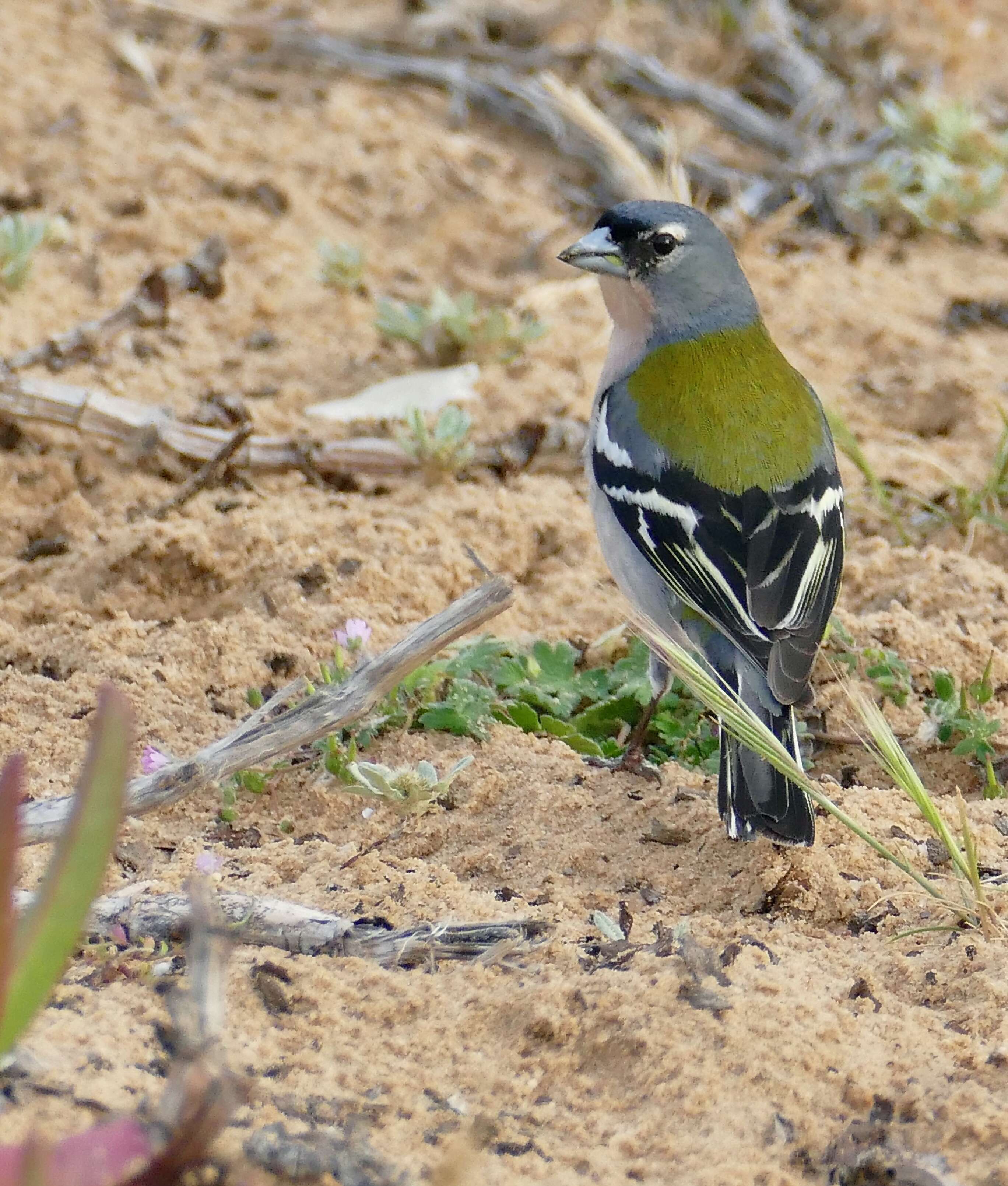 Imagem de Fringilla coelebs africana Levaillant & J 1850