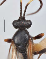 Image of Ichneumon acuticornis Thomson 1896