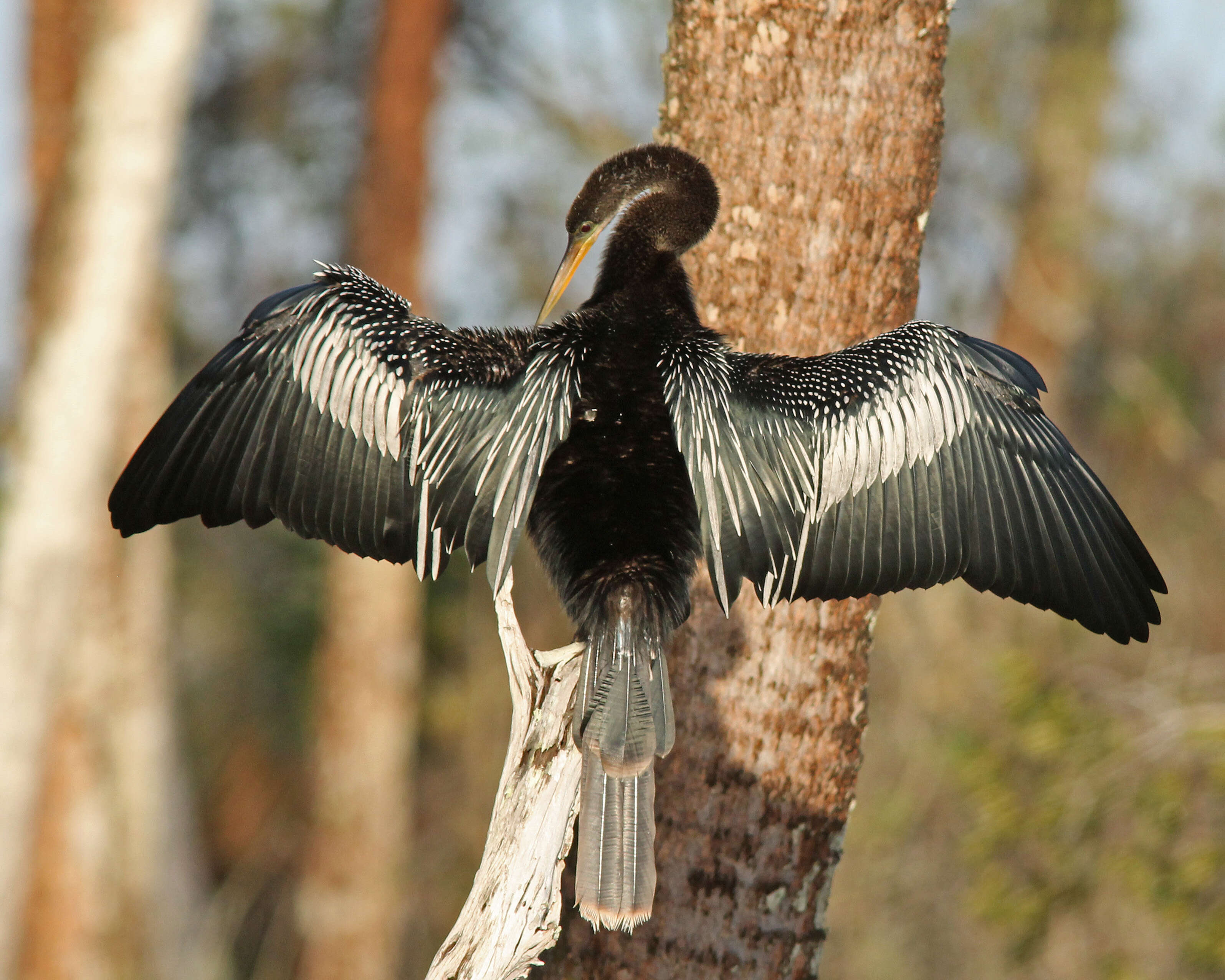 Image de Anhinga d'Amérique