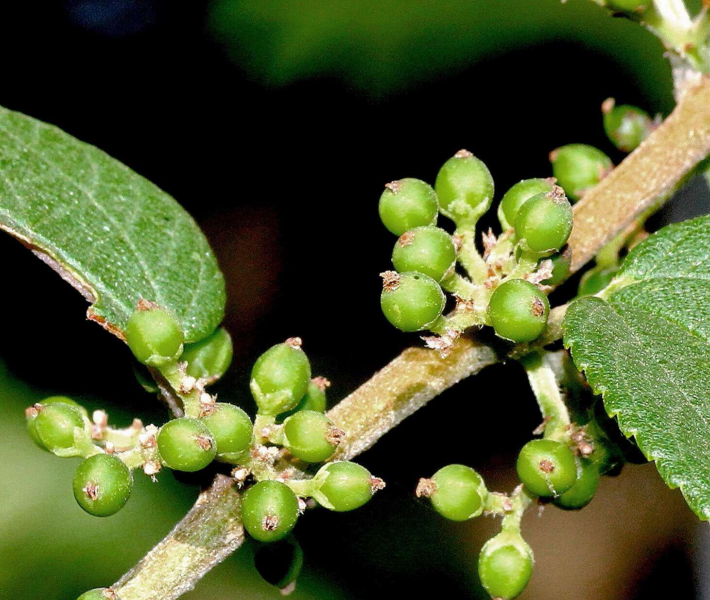 Image de Trema orientalis (L.) Bl.