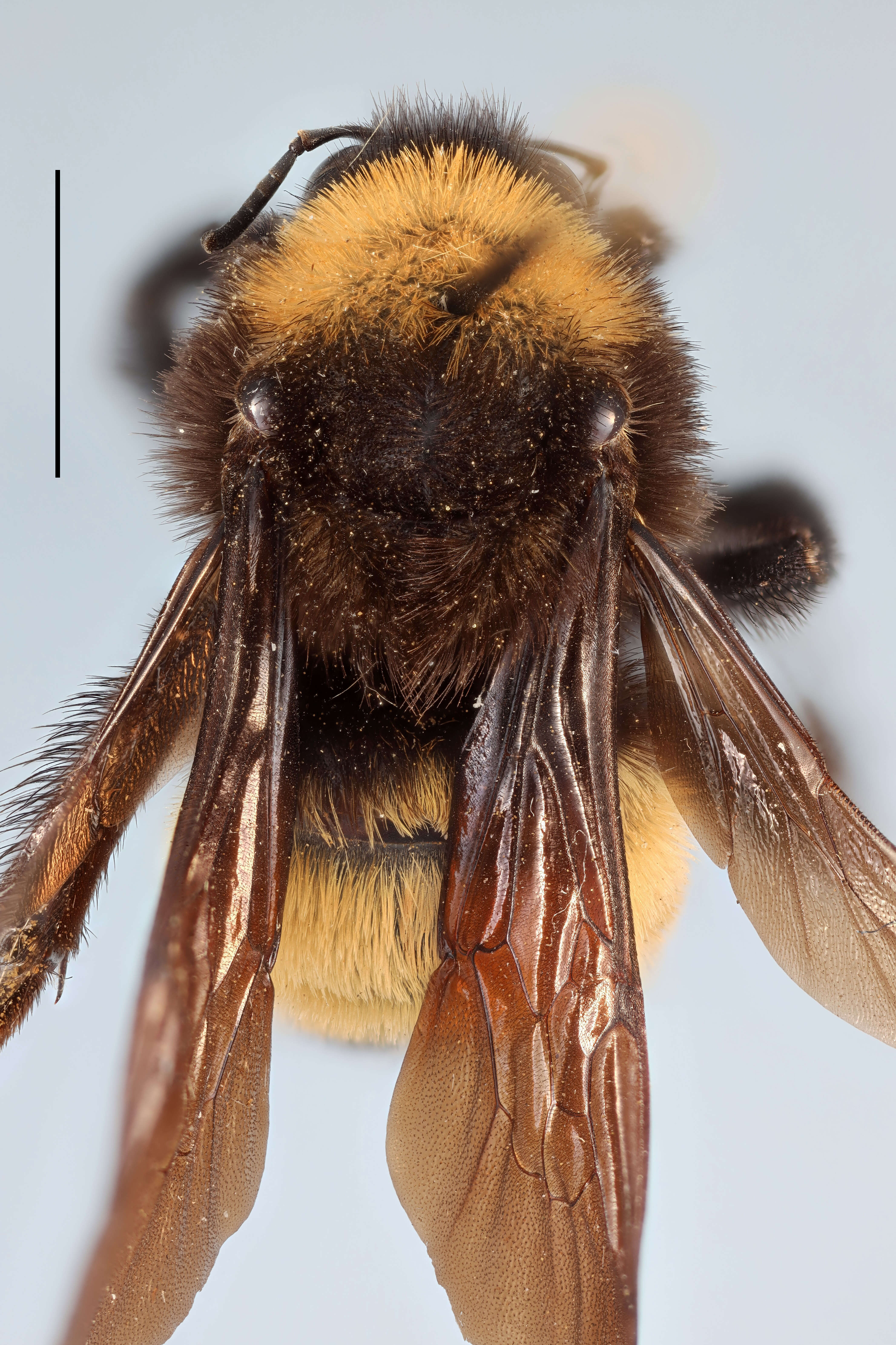 Image of American Bumblebee