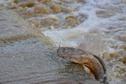 Image of African Catfish