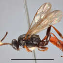 Image of Ichneumon acuticornis Thomson 1896