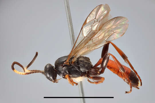 Image of Ichneumon acuticornis Thomson 1896