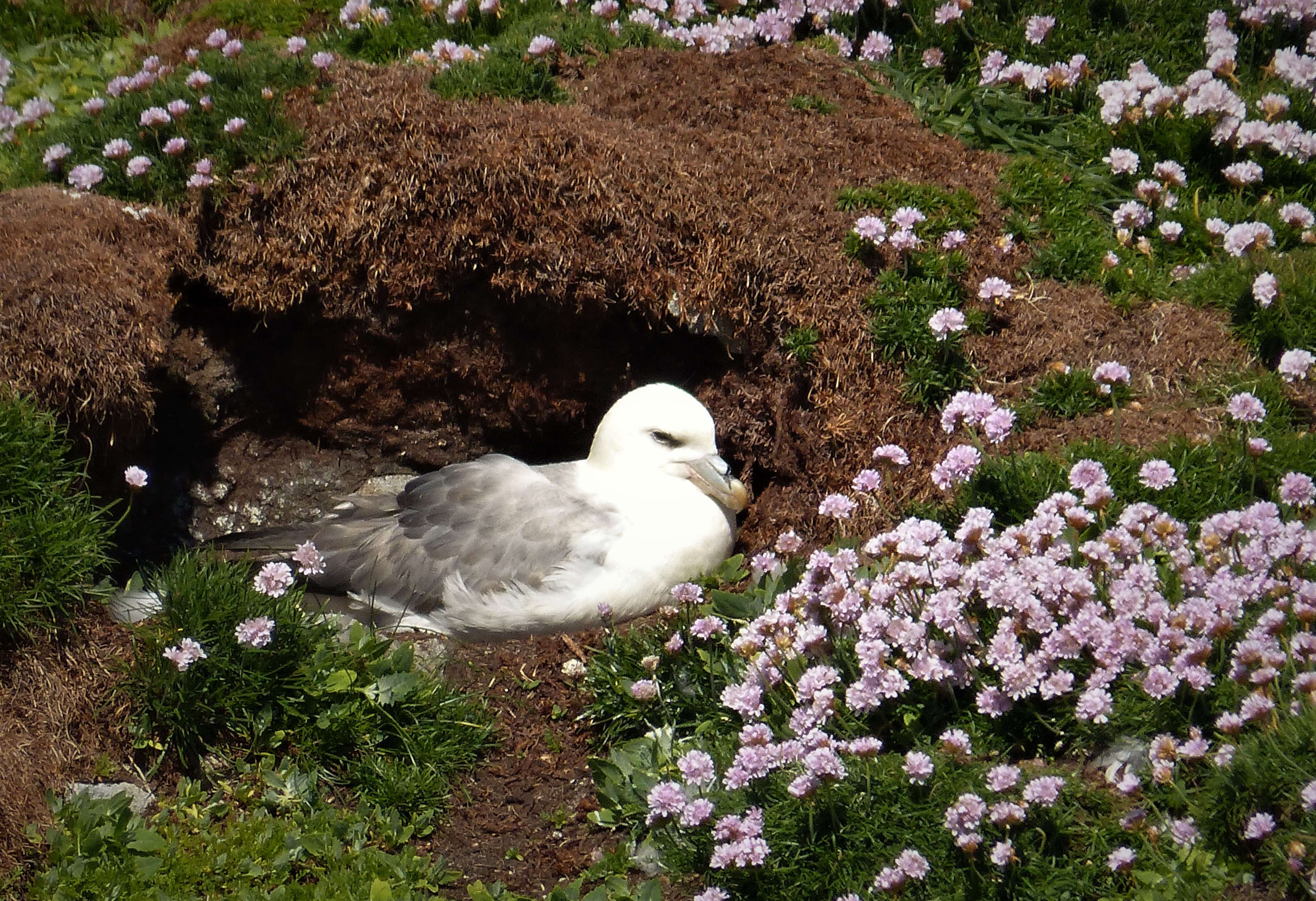 Image of Fulmar