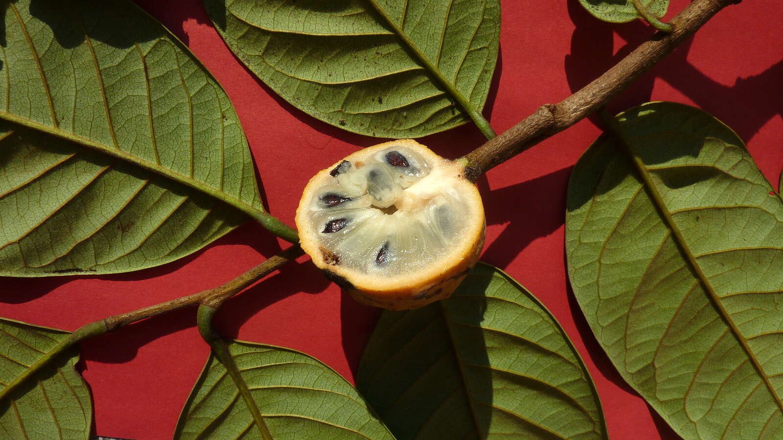 صورة Annona bahiensis (Maas & Westra) H. Rainer