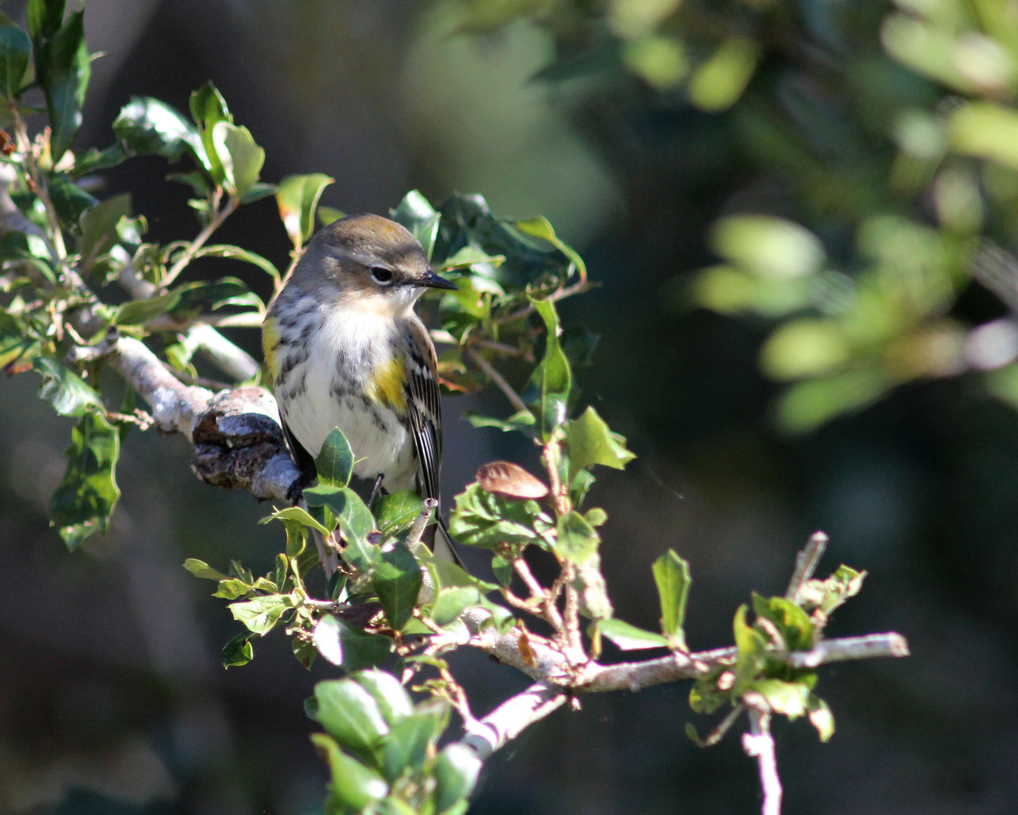 Image of Myrtle Warbler