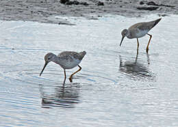 Image of Greater Yellowlegs