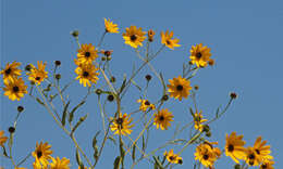 Image of prairie sunflower