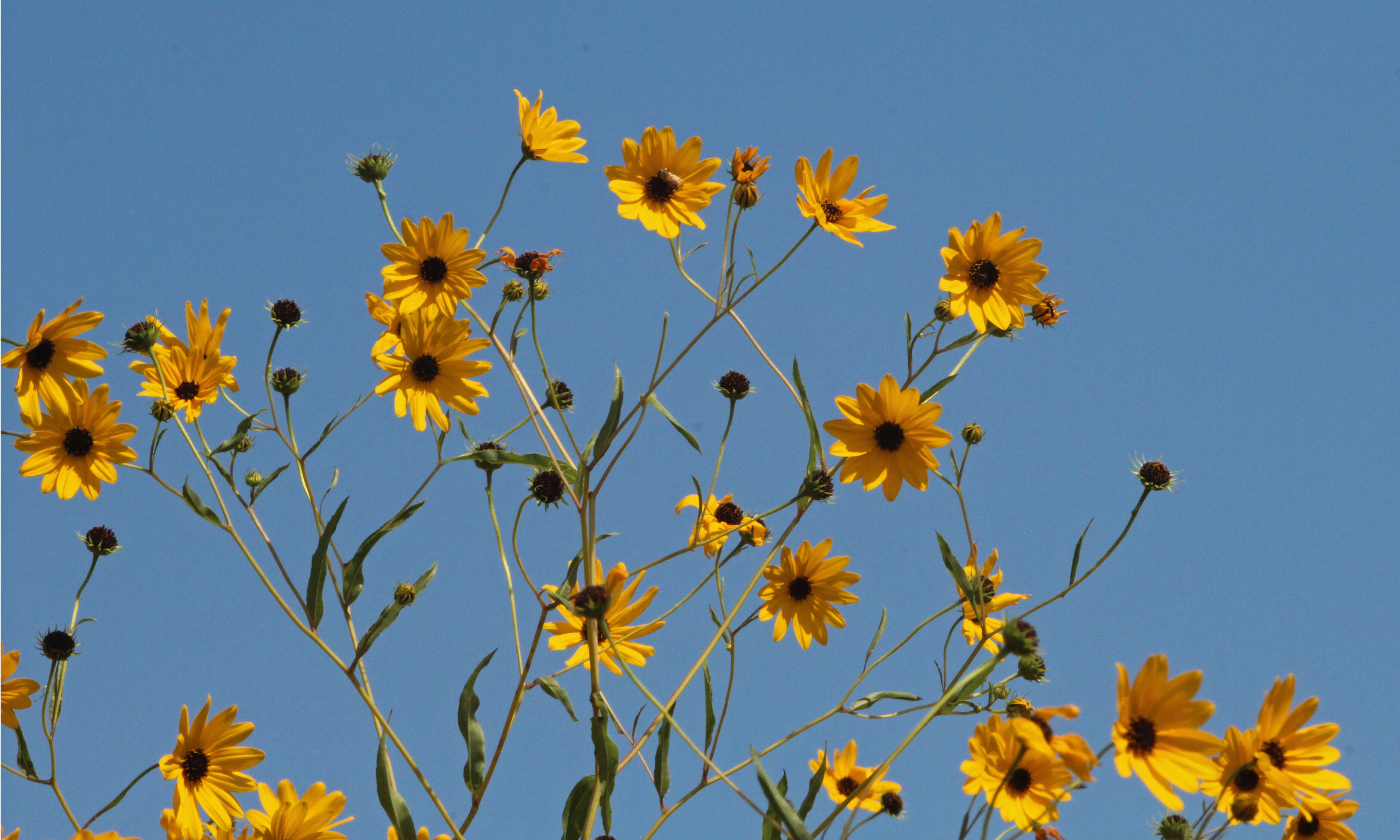 Image of prairie sunflower