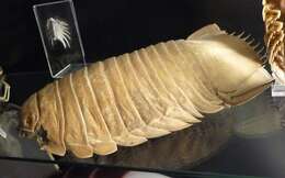 Image of Giant Isopods