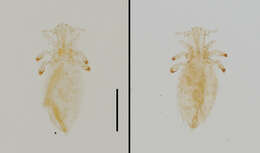 Neohaematopinus sciurinus (Mjoberg 1910) resmi