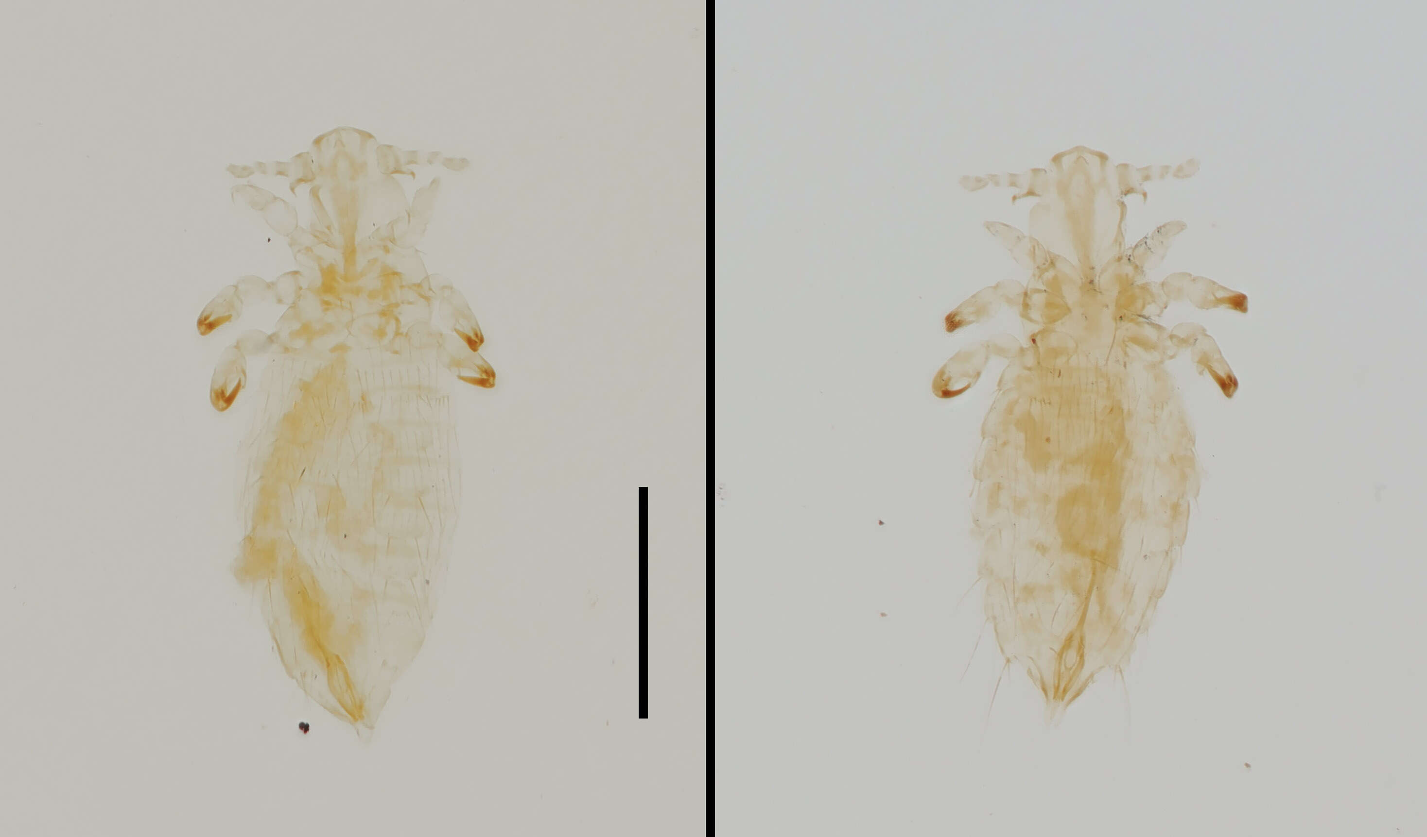 Neohaematopinus sciurinus (Mjoberg 1910) resmi