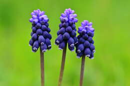 Image of starch grape hyacinth