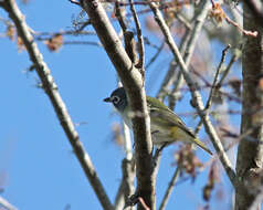 Image of Blue-headed Vireo