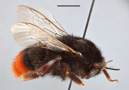 Image of Red tailed bumblebee