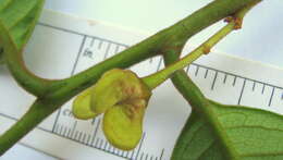 صورة Annona bahiensis (Maas & Westra) H. Rainer